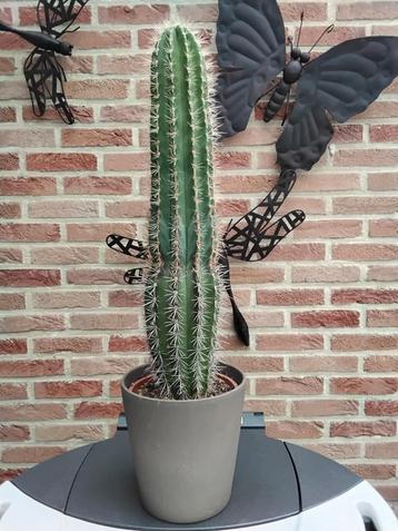 Mooie grote cactus  disponible aux enchères