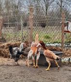“Een shamo haan en 6 kippen, Plusieurs animaux, Poule ou poulet