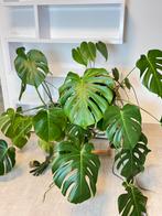Plantenpot + plant Monstera Deliciosa + tafeltje, Ophalen