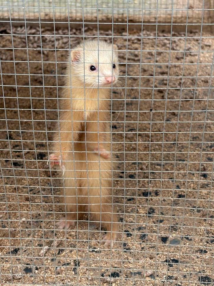 Jonge vrouwelijke fret, Dieren en Toebehoren, Knaagdieren, Vrouwelijk, Fret, Juni, Tam