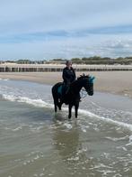 Braaf wandelpaard, Dieren en Toebehoren, Paarden, Merrie, Gechipt, Niet van toepassing, 7 tot 10 jaar