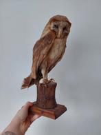 Kerkuil, Enlèvement ou Envoi