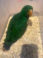 Edelpapegaai man, Dieren en Toebehoren, Tam