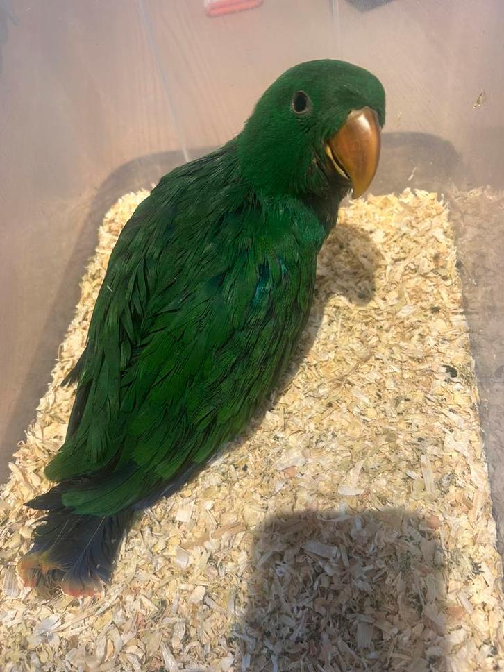 Edelpapegaai man, Dieren en Toebehoren, Vogels | Parkieten en Papegaaien, Tam