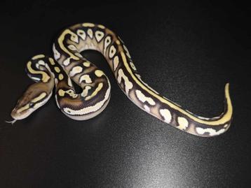 Koningspython/python regius/ball python