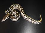 Koningspython/python regius/ball python, Slang, 0 tot 2 jaar