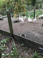 ganzen, Dieren en Toebehoren, Pluimvee, Geslacht onbekend, Gans of Zwaan
