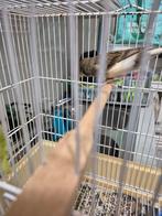 Femelle canari arlequin a vendre, Animaux & Accessoires, Oiseaux | Oiseaux Autre, Femelle