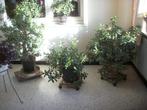Crasulla ovata jadeplant nog één grotere/oudere, Maison & Meubles, Plantes d'intérieur, Plante à fleurs, Plein soleil, Enlèvement