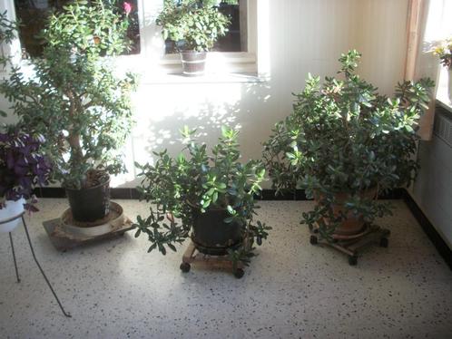 Crasulla ovata jadeplant nog één grotere/oudere, Huis en Inrichting, Kamerplanten, Vetplant, 100 tot 150 cm, Bloeiende kamerplant
