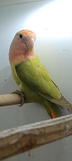 roseicolli 2025, Dieren en Toebehoren, Vogels | Parkieten en Papegaaien, Geslacht onbekend, Geringd