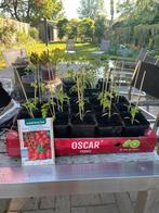 Snoeptomaatplantjes, Ophalen