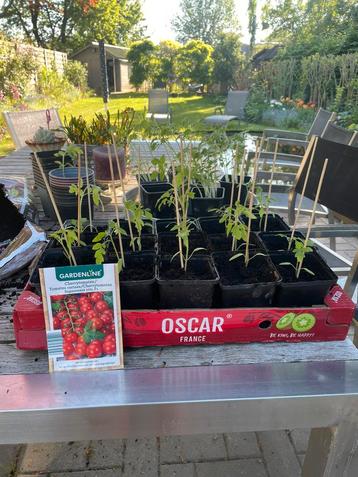 Snoeptomaatplantjes  beschikbaar voor biedingen