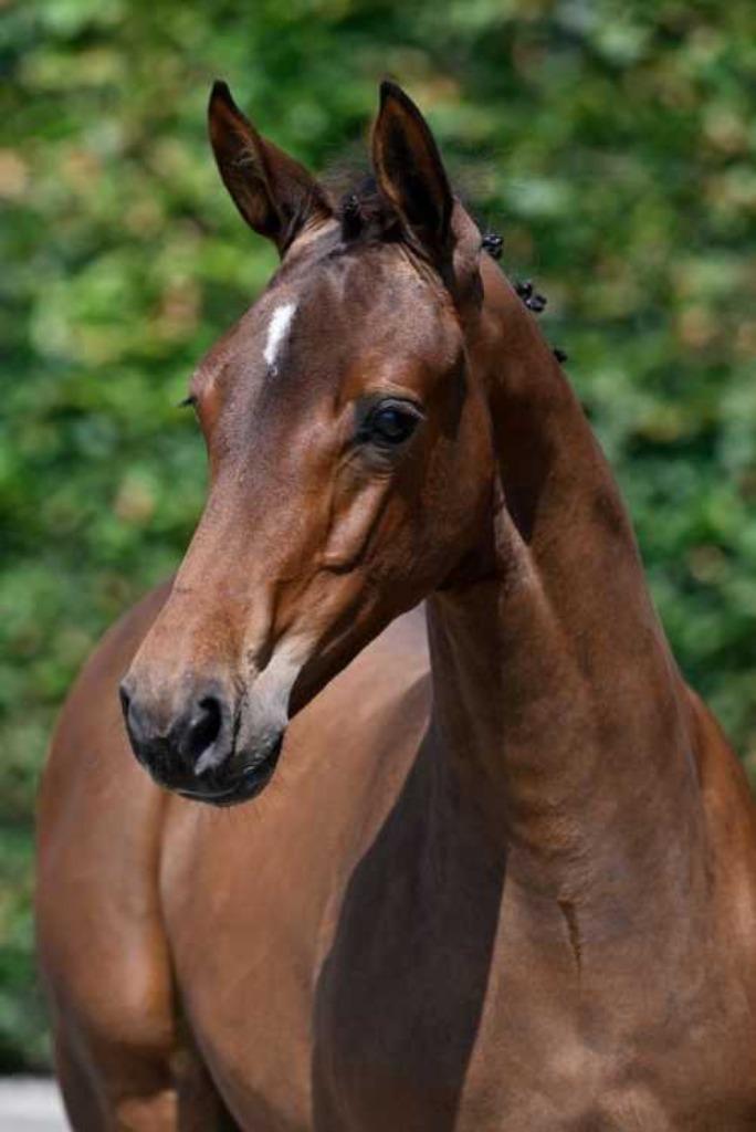 Opfokstal met begeleiding., Dieren en Toebehoren, Pony's, Zadelmak