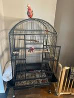 Rosalbin, Dieren en Toebehoren, Vogels | Parkieten en Papegaaien, Vrouwelijk, Papegaai