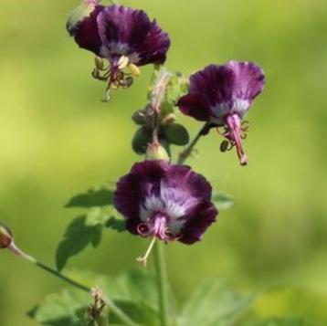 5 zaden donkerpaarse tot bijna zwarte Geranium phaeum beschikbaar voor biedingen