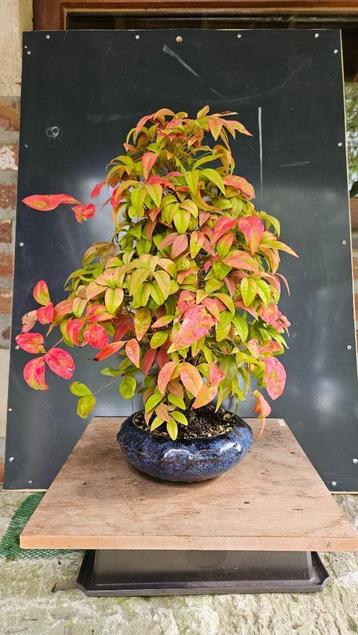 Accent Bonsai Nandina beschikbaar voor biedingen