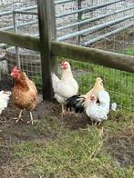 2 legkippen en 2 hanen te koop, Dieren en Toebehoren, Pluimvee