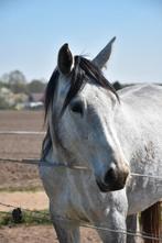 Mooie KWPN fokmerrie springpaard, Dieren en Toebehoren, Paarden, Merrie, M