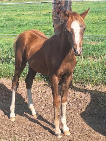 Prachtig donkere vos welsh sectie B hengstveulen, Étalon, Non dressé, Poney C (1.27 m à 1.37m), Vermifugé
