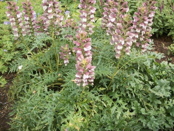 Vaste planten van hobbykweek, Tuin en Terras, Planten | Tuinplanten, Vaste plant, Overige soorten, Ophalen