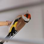 Putters, Dieren en Toebehoren, Vogels | Overige Vogels, Meerdere dieren, Wildzangvogel, Geringd