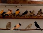 Kanaries in veel, Dieren en Toebehoren, Vogels | Kanaries, Meerdere dieren, Postuurkanarie
