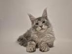 Prachtige maine coon kater met stamboom en fokrechten, Chat, Vermifugé, 0 à 2 ans