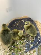 Grauwe gans kuikens., Dieren en Toebehoren, Pluimvee