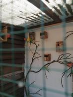 Jonge parkieten te koop, Dieren en Toebehoren, Vogels | Parkieten en Papegaaien