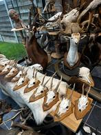 Gewei met schedel reebok, Enlèvement