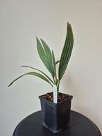 Sabal minor, Jardin & Terrasse, Plantes | Jardin, Enlèvement ou Envoi, Été, Plante fixe, Plein soleil