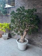 Crassula, Tuin en Terras, Planten | Bomen, Ophalen