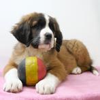 Prachtige Sint-Bernard teefjes - pups te koop (Belgisch), Dieren en Toebehoren, Honden | Bulldogs, Pinschers en Molossers, CDV (hondenziekte)