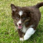 Miniature American Shepherd - puppy's te koop (Belgisch), CDV (hondenziekte), Meerdere, 8 tot 15 weken, Meerdere dieren
