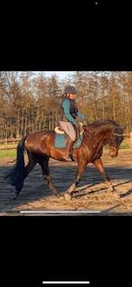 7-jarige PRE ruin te koop, Dieren en Toebehoren, Paarden, Ruin, 165 tot 170 cm, 7 tot 10 jaar