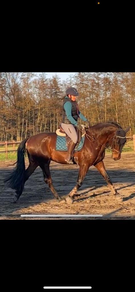 7-jarige PRE ruin te koop, Dieren en Toebehoren, Paarden, Ruin, 165 tot 170 cm, 7 tot 10 jaar