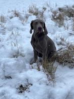 Korthaar Weimaraner Puppies met FCI stamboom 1 teefje, Parvovirose, Chienne, Belgique, Plusieurs