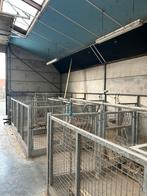 Unieke kans. Volledige stal inrichting voor schapen of geit, Mouton