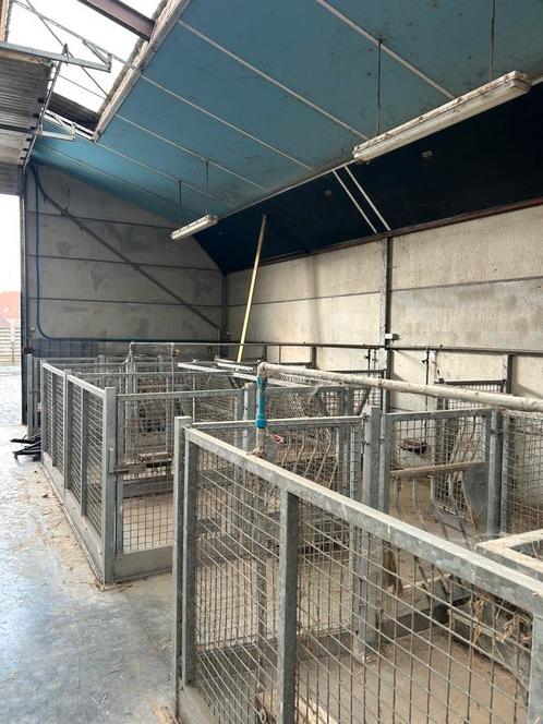 Unieke kans. Volledige stal inrichting voor schapen of geit, Dieren en Toebehoren, Schapen, Geiten en Varkens, Schaap