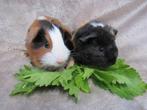 Cavia beertjes, Animaux & Accessoires, Rongeurs, Mâle, Domestique, Cobaye, Juillet