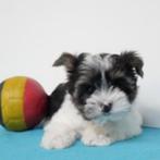 Biewer Yorkshire - puppy's te koop (Belgisch), CDV (hondenziekte), Meerdere, 8 tot 15 weken, Meerdere dieren
