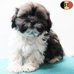 Lieve Shih Tzu-puppy’s vol zachtheid te koop, België, 8 tot 15 weken, CDV (hondenziekte), Meerdere