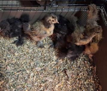 Zijdehoen kuikens, Sexe inconnu, Poule ou poulet