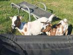 Gezocht:  klein dekbokje (huren), Dieren en Toebehoren