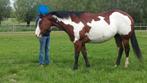 paint merrie, Dieren en Toebehoren, Merrie, Gechipt, Niet van toepassing, Westernpaard