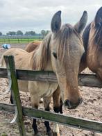 Jaarling merrie mustang kruising, Dieren en Toebehoren, Pony's, Merrie, 0 tot 2 jaar, Onbeleerd, D pony (1.37m tot 1.48m)