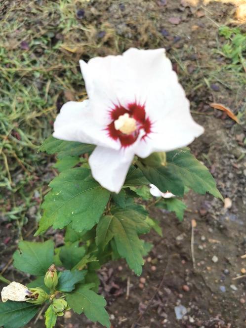 Hibiscus syriacus Melrose 2 ans, Jardin & Terrasse, Plantes | Jardin, Plante fixe, Mi-ombre, Enlèvement ou Envoi