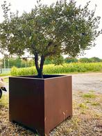 Cortenstaal plantenbak te koop ( zonder olijfboom), Tuin en Terras, Bloembakken en Plantenbakken, Ophalen, Gebruikt, 100 cm of meer