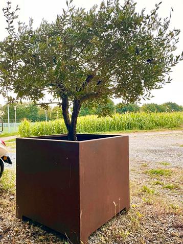 Cortenstaal plantenbak te koop ( zonder olijfboom) beschikbaar voor biedingen